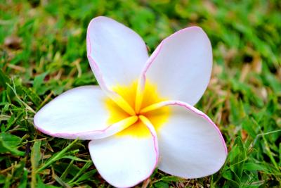 Прикрепленное изображение: _DSC0094.JPG